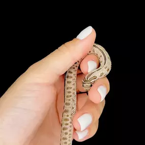 Bild von Cold Blooded Kingdom