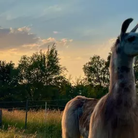 Bild von Wedemark Lamas