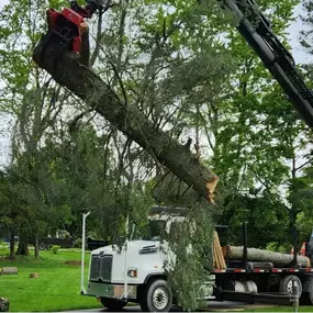 Image of tree removal services in Latham, NY