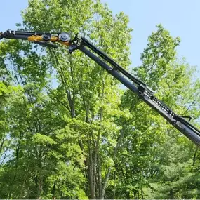 Image of tree trimming and pruning services in Latham, NY