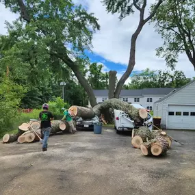 Image of emergency tree services in Latham, NY