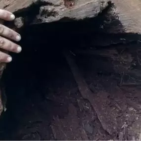 Image of arborist inspections in Latham, NY