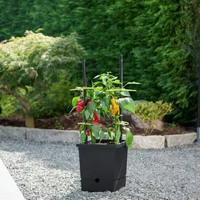 Bild von SaatGut Hassler