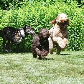 Bild von Wiggles Pet Resort on Madison Rd (formerly Larkin's Run)
