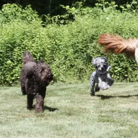 Bild von Wiggles Pet Resort on Madison Rd (formerly Larkin's Run)