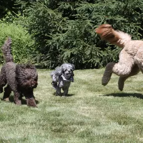 Bild von Wiggles Pet Resort on Madison Rd (formerly Larkin's Run)