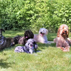 Bild von Wiggles Pet Resort on Madison Rd (formerly Larkin's Run)