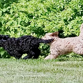 Bild von Wiggles Pet Resort on Madison Rd (formerly Larkin's Run)