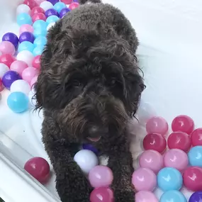 Bild von Wiggles Pet Resort on Madison Rd (formerly Larkin's Run)