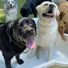 Bild von Wiggles Pet Resort on Madison Rd (formerly Larkin's Run)