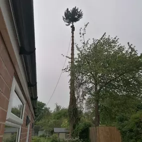 Bild von All about Arboriculture