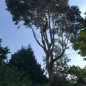 Bild von All about Arboriculture