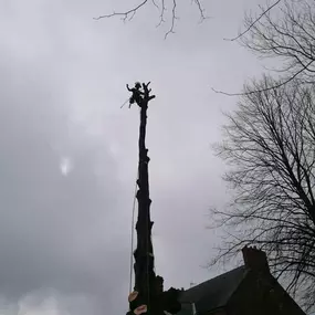 Bild von All about Arboriculture