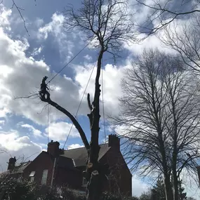 Bild von All about Arboriculture