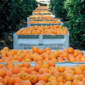 Bild von FADARO FOODS, Corp.