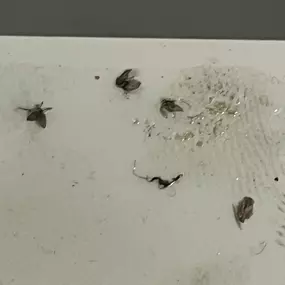 Bild von insectacon Schädlingsbekämpfung