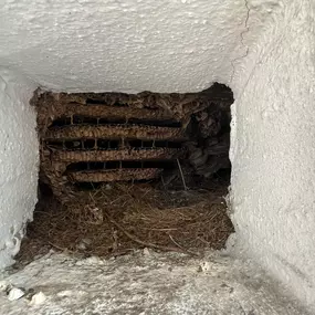 Bild von insectacon Schädlingsbekämpfung