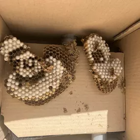 Bild von insectacon Schädlingsbekämpfung