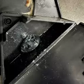 Bild von insectacon Schädlingsbekämpfung