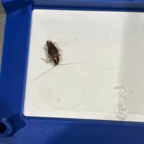 Bild von insectacon Schädlingsbekämpfung