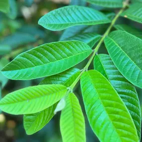 Close-up of vibrant green leaves used in the decor at The Agriculturalist Dispensary