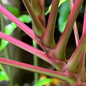 Close-up of vibrant pink and green tropical plant stems at The Agriculturalist Dispensary