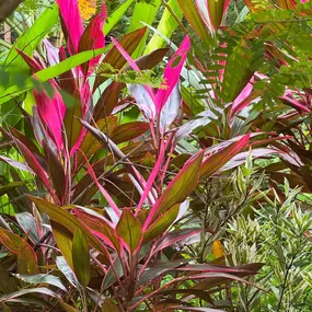 Colorful tropical foliage at The Agriculturalist Dispensary in Fall River