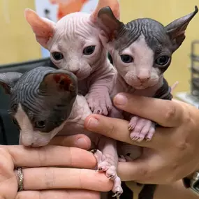 Bild von Clínica Veterinaria Don Can