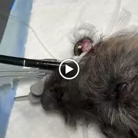 Bild von Clínica Veterinaria Don Can
