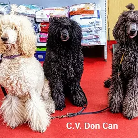 Bild von Clínica Veterinaria Don Can