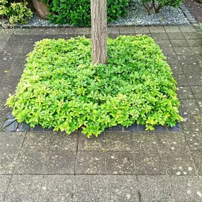 Bild von Steinfresh® Stroschein