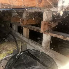 Bild von All Natural Pest Elimination