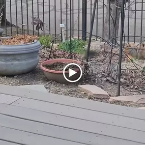 Bild von All Natural Pest Elimination