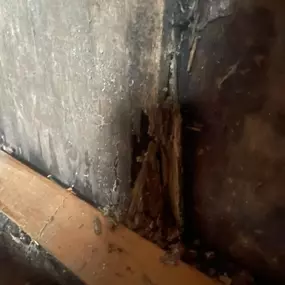 Bild von All Natural Pest Elimination