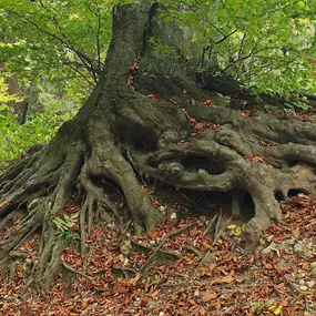 Bild von Taiji-Qigong mit Regine