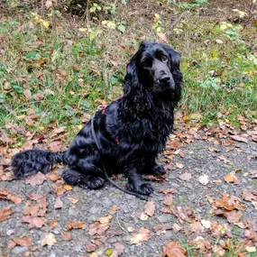 Bild von Hunde & Katzenhotel Susi & Strolch