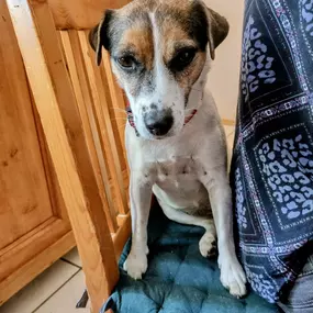 Bild von Hunde & Katzenhotel Susi & Strolch