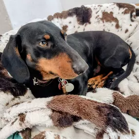 Bild von Hunde & Katzenhotel Susi & Strolch