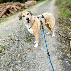 Bild von Hunde & Katzenhotel Susi & Strolch