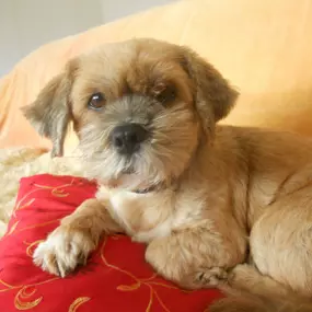 Bild von Hunde & Katzenhotel Susi & Strolch