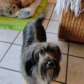 Bild von Hunde & Katzenhotel Susi & Strolch