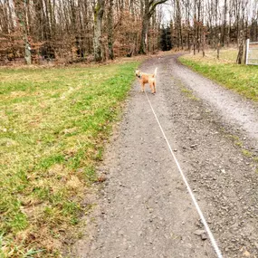 Bild von Hunde & Katzenhotel Susi & Strolch