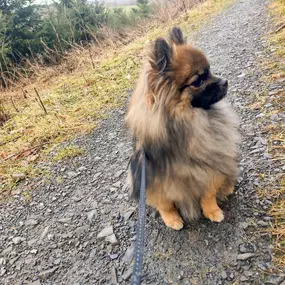 Bild von Hunde & Katzenhotel Susi & Strolch