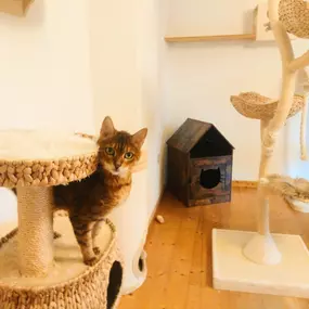 Bild von Hunde & Katzenhotel Susi & Strolch