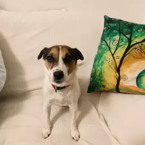 Bild von Hunde & Katzenhotel Susi & Strolch