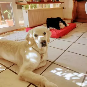 Bild von Hunde & Katzenhotel Susi & Strolch