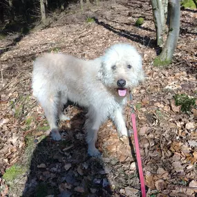 Bild von Hunde & Katzenhotel Susi & Strolch