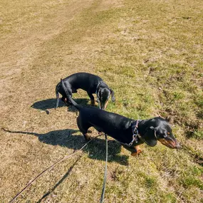 Bild von Hunde & Katzenhotel Susi & Strolch