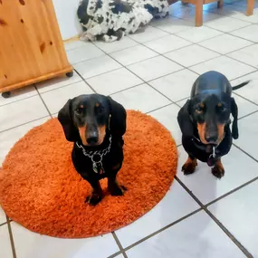 Bild von Hunde & Katzenhotel Susi & Strolch