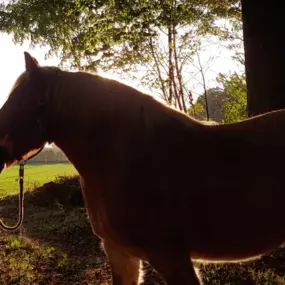 Bild von TierTherapieJasmina